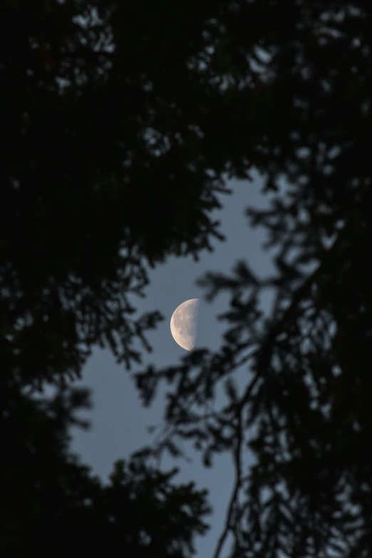 the moon seen through some trees, almost obscured by leaves