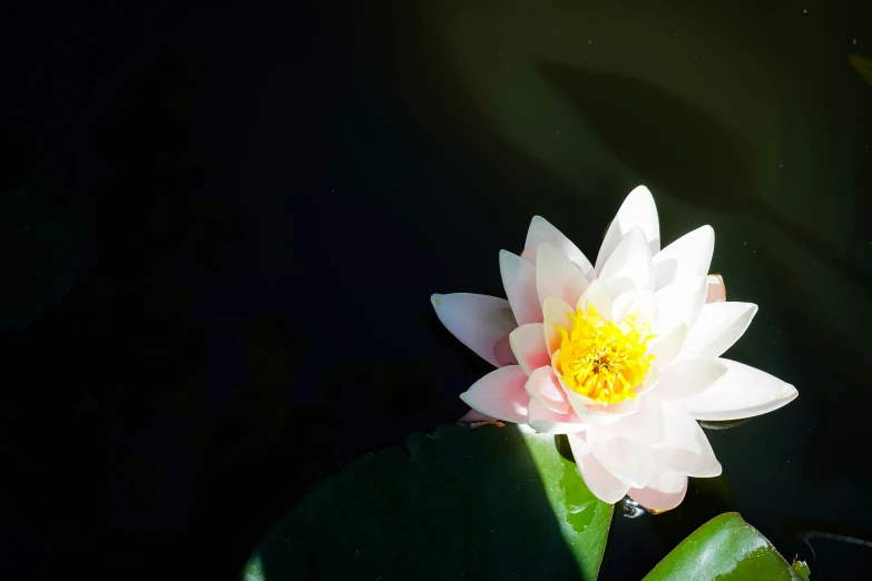 a pink waterlily floating in a pond with green leaves