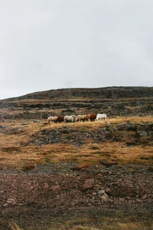 a group of sheep are grazing on some grass