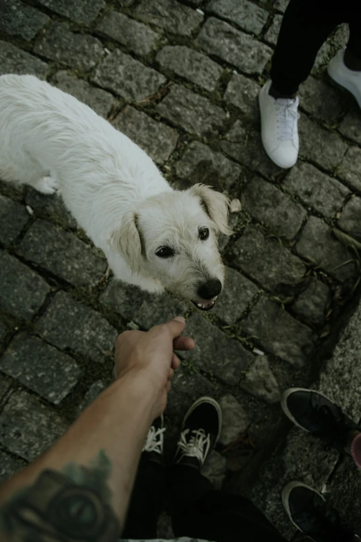 the white dog stands with its head down as people hold their hands