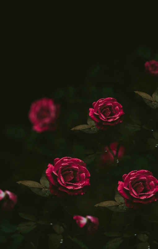 pink flowers sitting in the middle of a forest