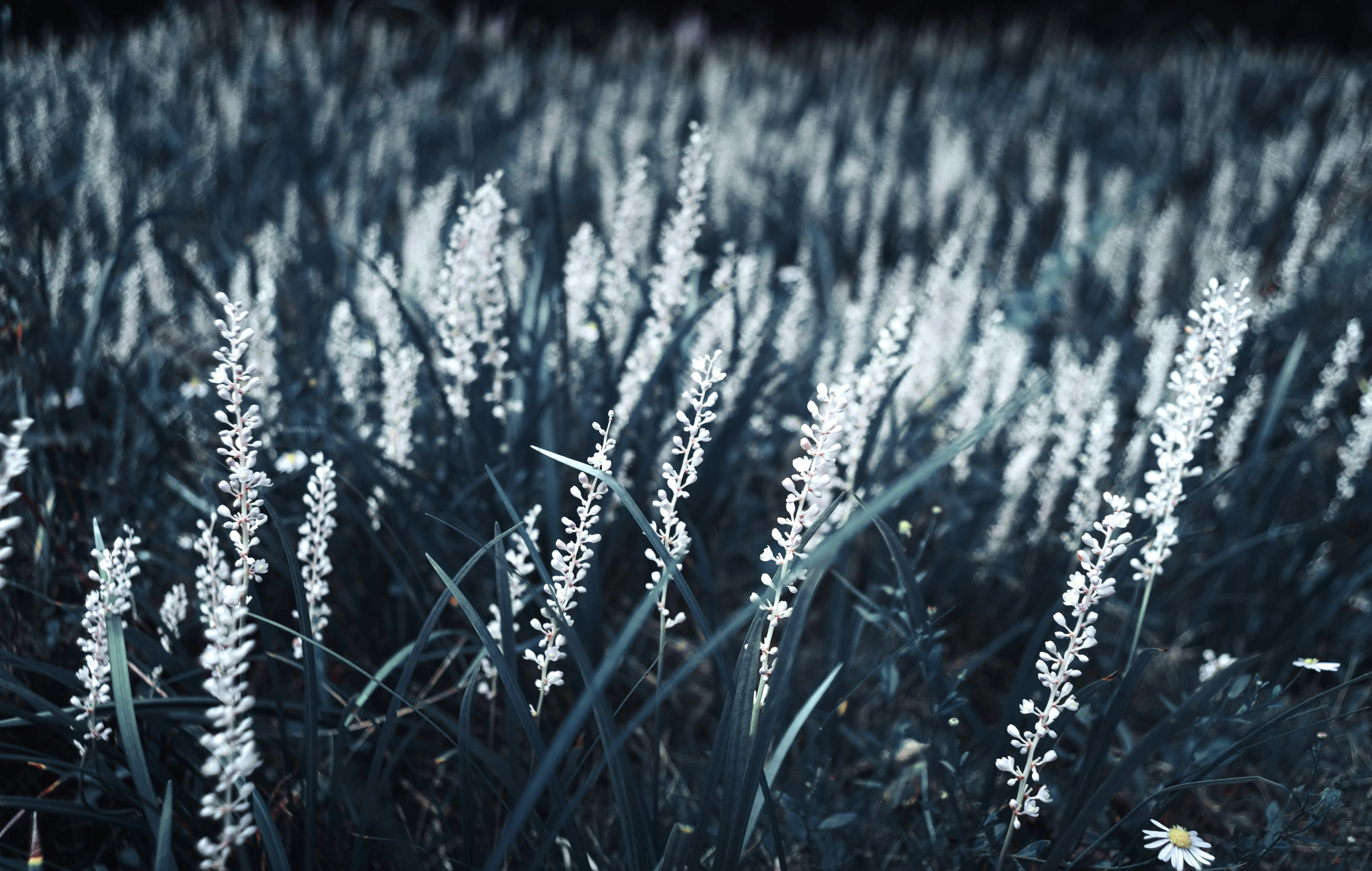 a field with lots of tall grass in the distance