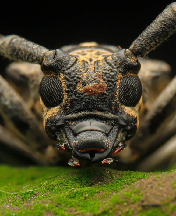 a closeup image of a huge bug