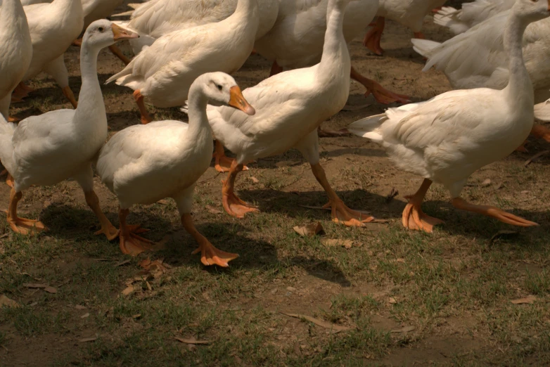 a bunch of ducks are walking together in the grass