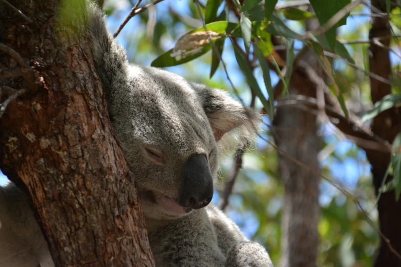 a small baby koala is sitting up in a tree