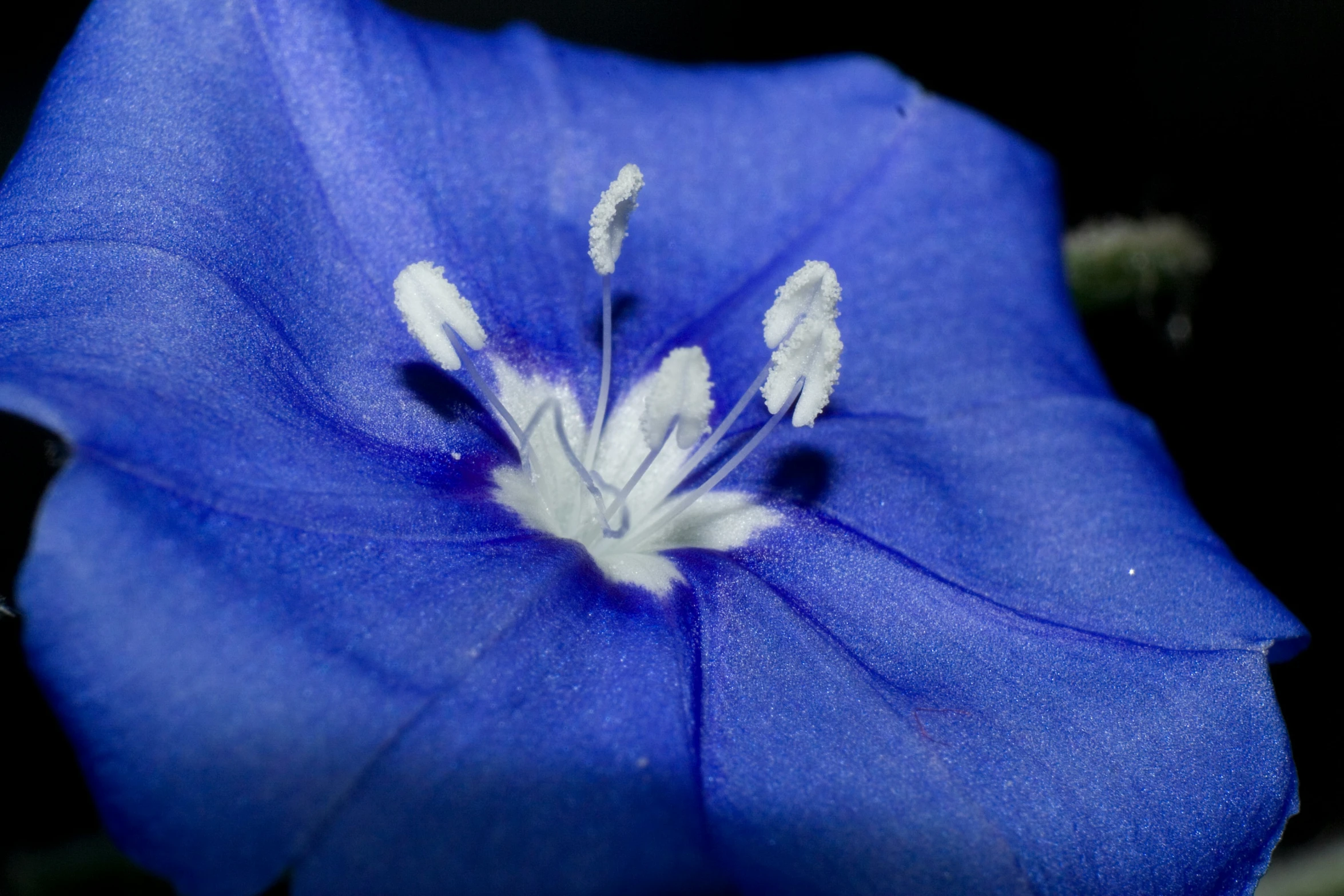 blue flower in focus on a dark background