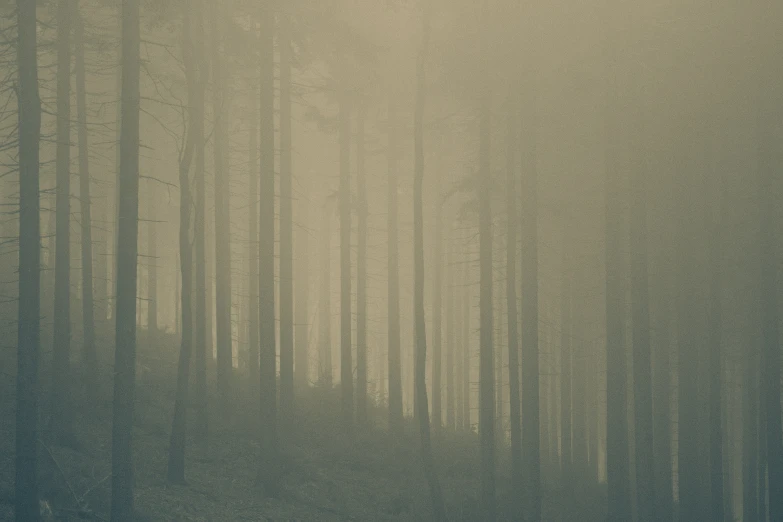 a tree forest is shown with fog and clouds