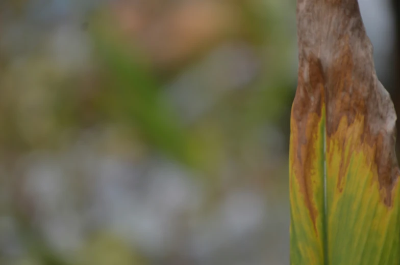 a plant with many brown markings in the center