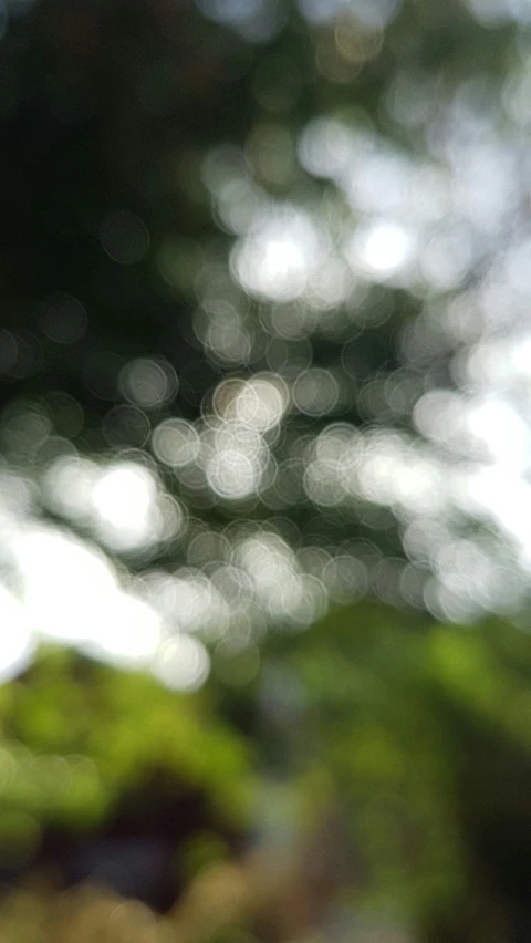 green and white leaves in an outside area