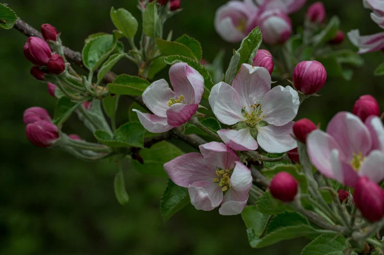 the small tree has pink flowers on it