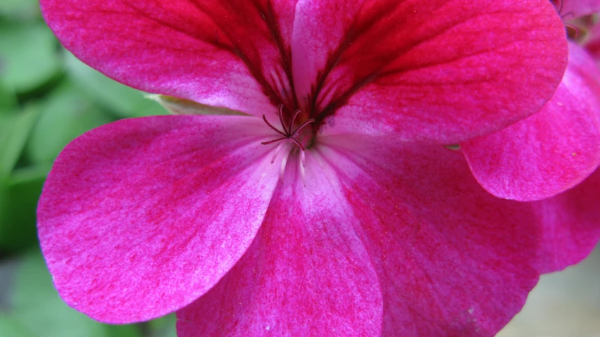 a close up s of the petals on a pink flower