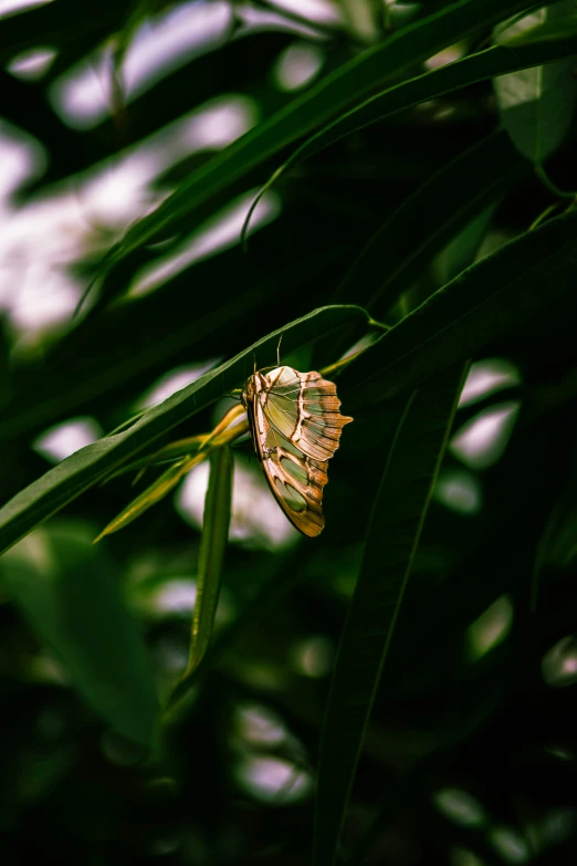 a big yellow bug on a green leaf