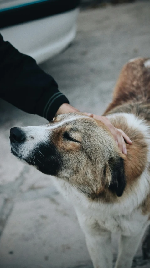 the hand of a person petting a small brown and white dog