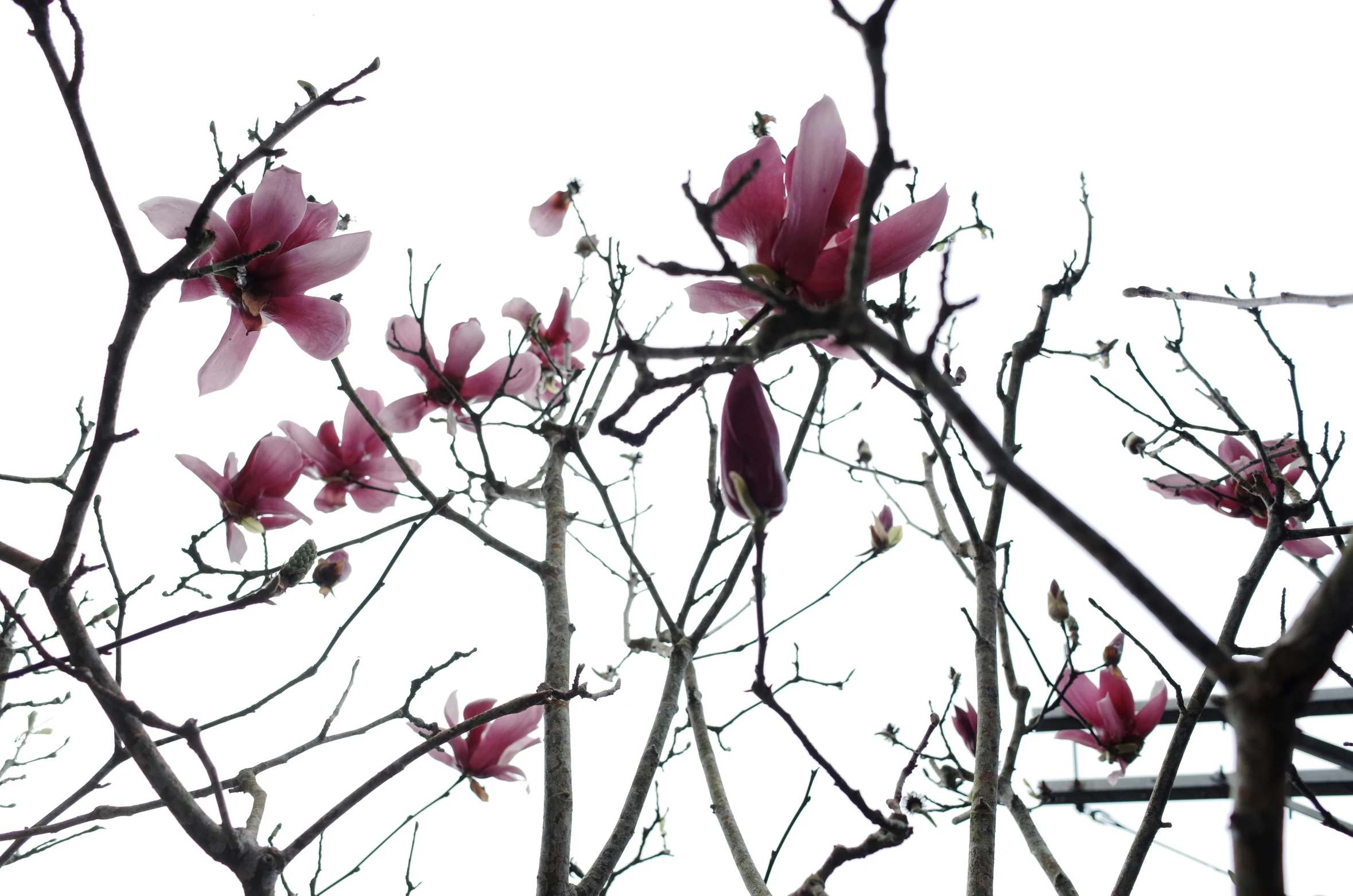 the flower buds and leaves are almost blooming