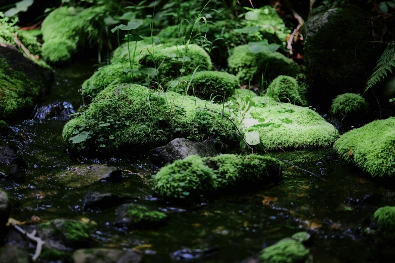 lush green moss is in the middle of a creek