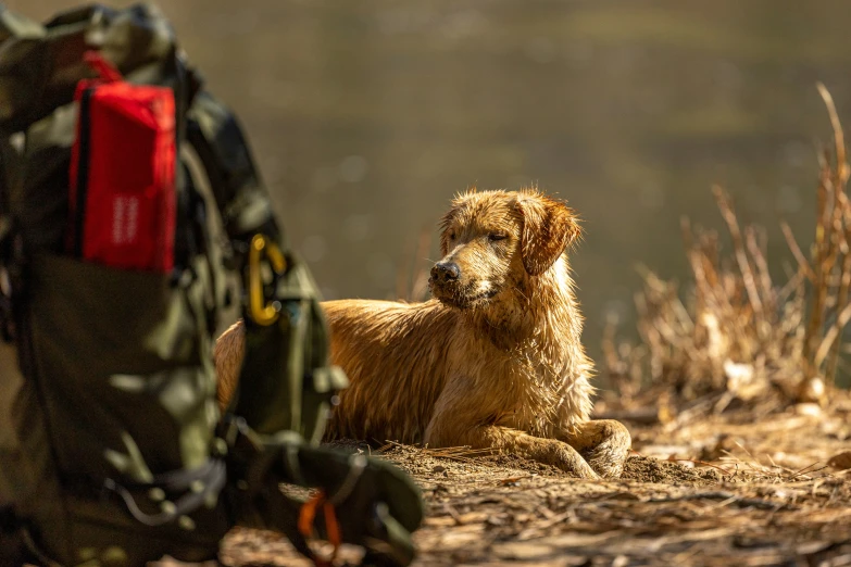 a red haired dog rests outside in the fall