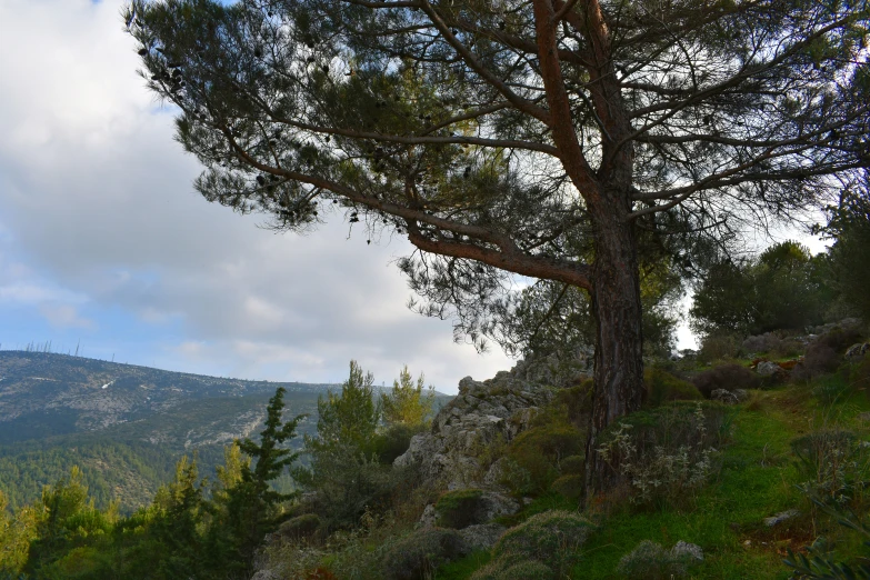 there is a large tree on the side of a hill