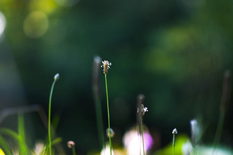 the green grass has two little flowers growing on it