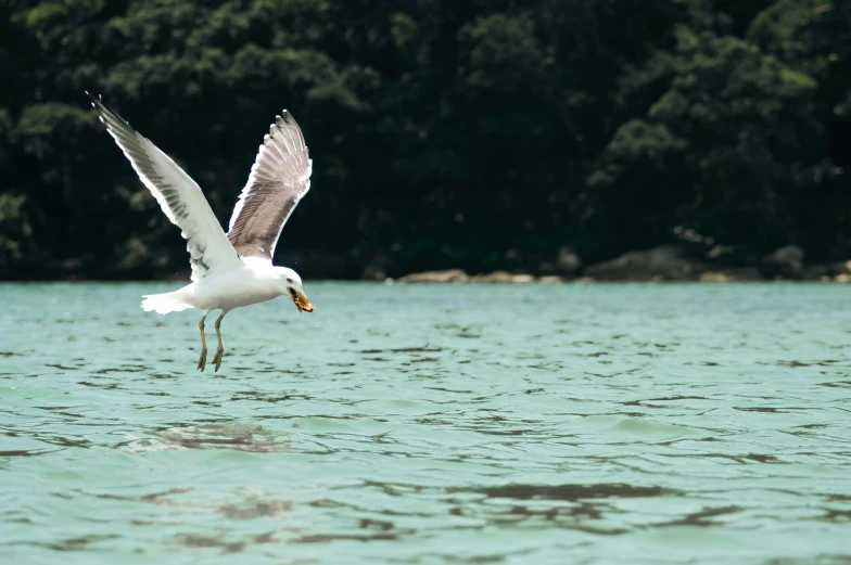 a white and gray bird flying over water