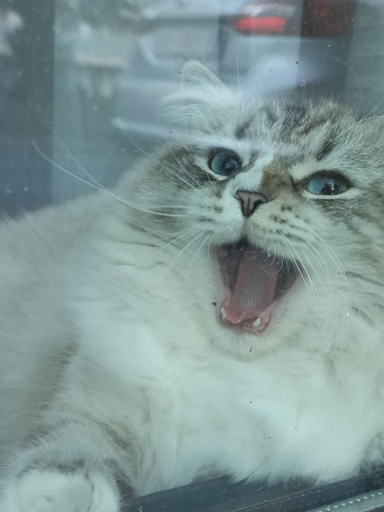 a cat looks through the glass of a building