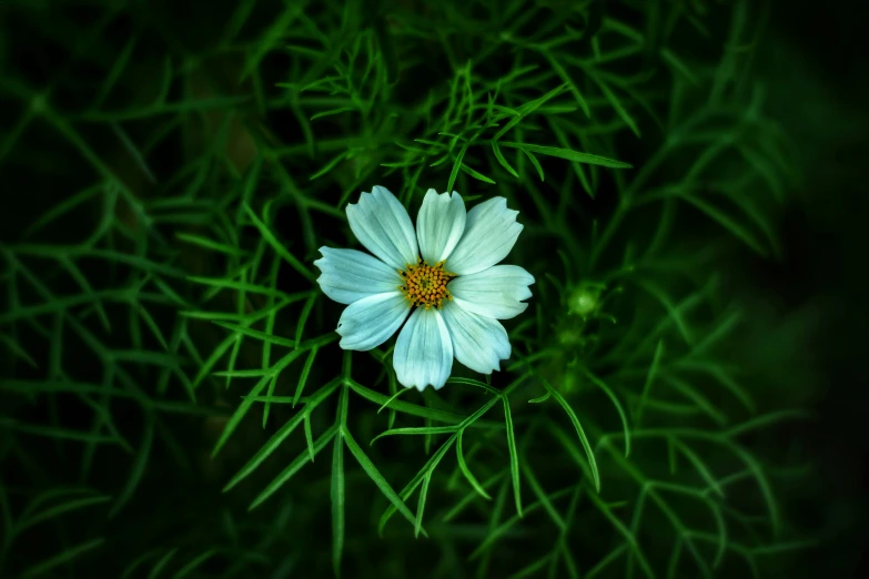 a blue flower sitting on top of green plants
