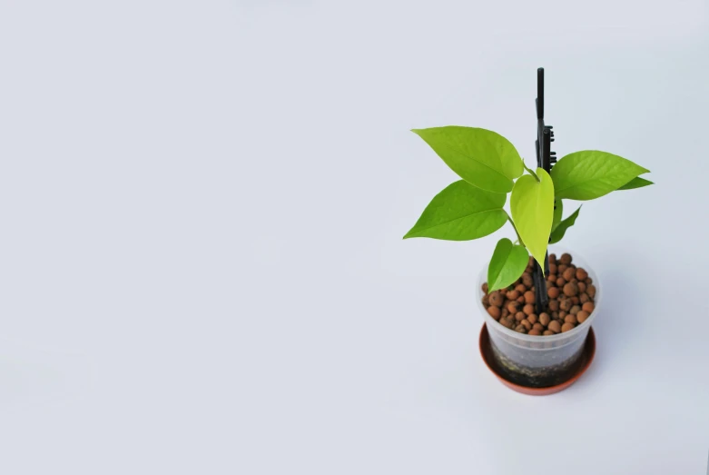 a plant that is on top of a table