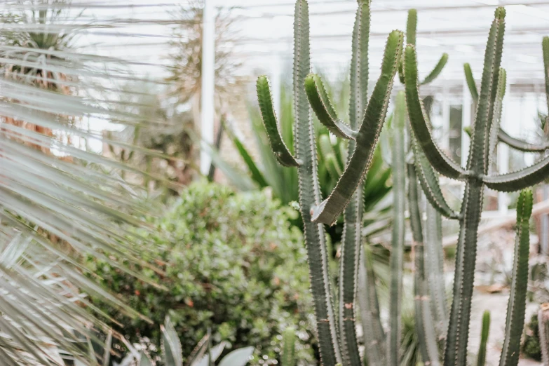 a number of green plants in a glass house