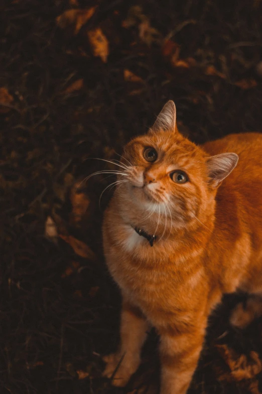 an orange tabby cat is sitting and looking off