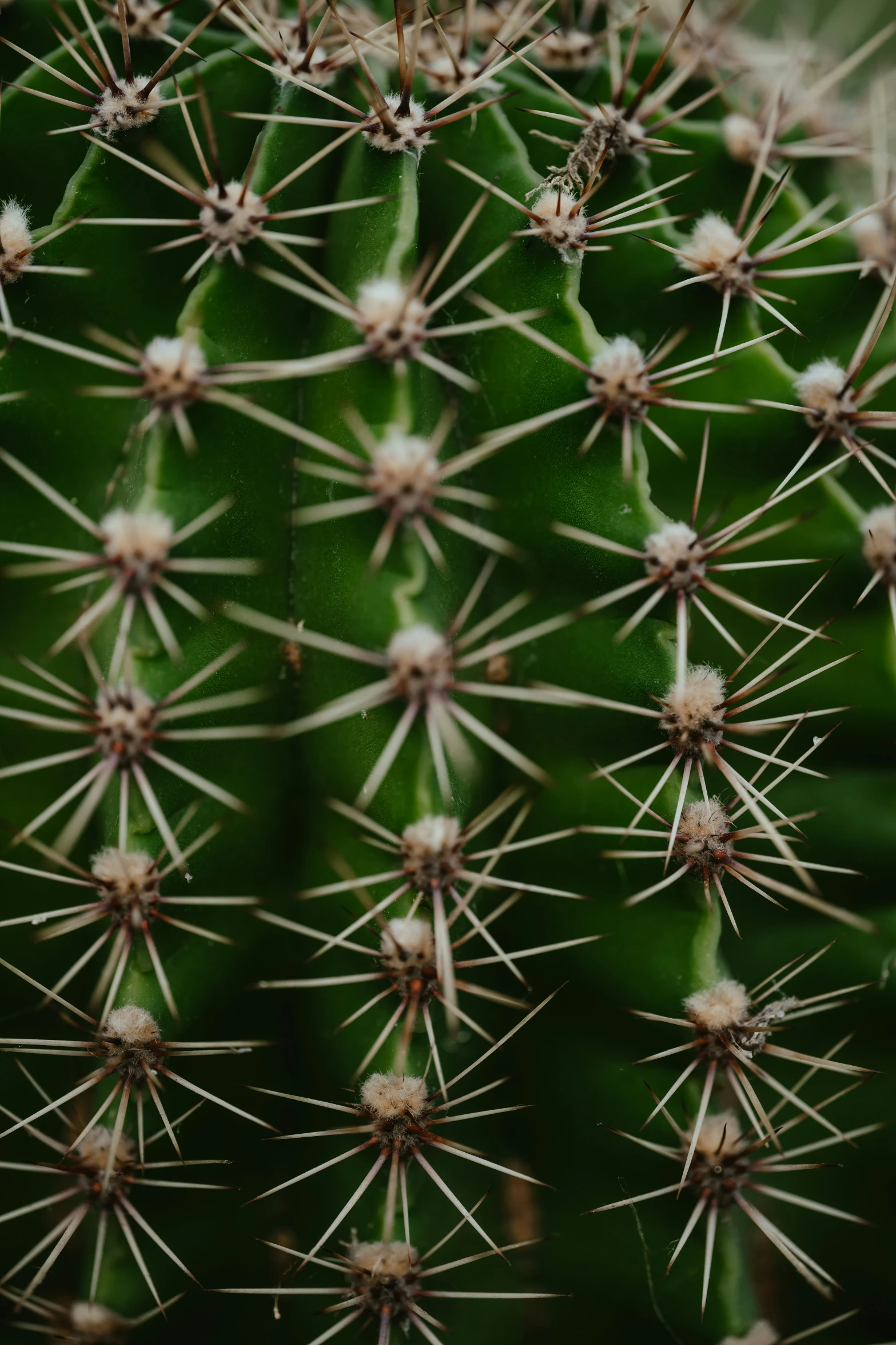 the back of a cactus's trunk, showing all the thin needles