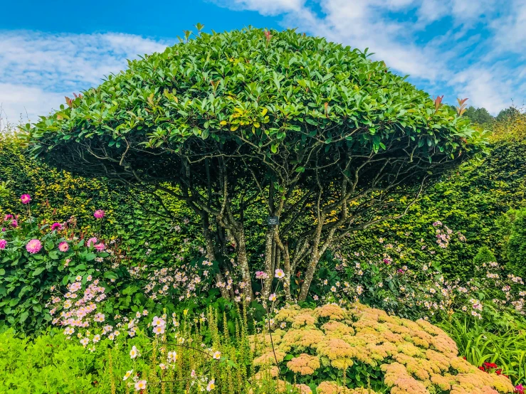 various flowers and greenery at a park with a cloudy blue sky