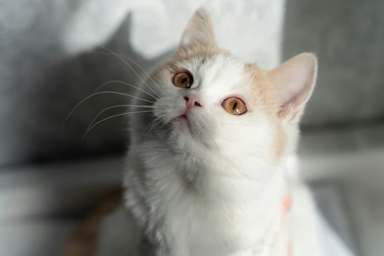 a small cat with orange eyes staring into the air