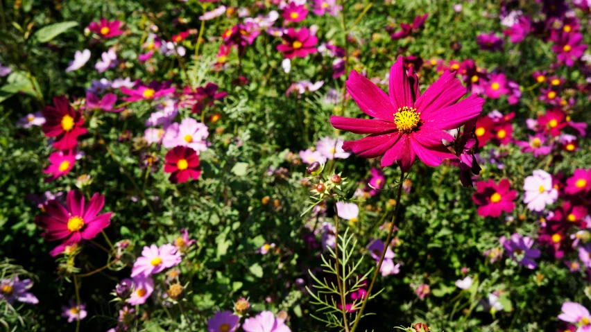 a field of wildflowers with yellow center and purple center