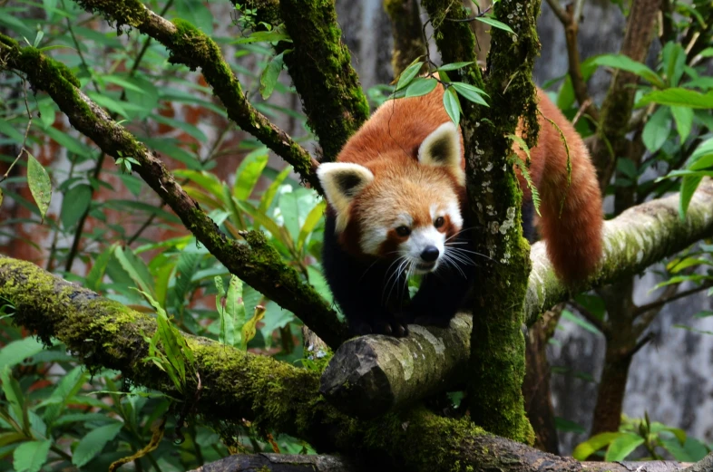 a red panda climbing a tree nch in a forest