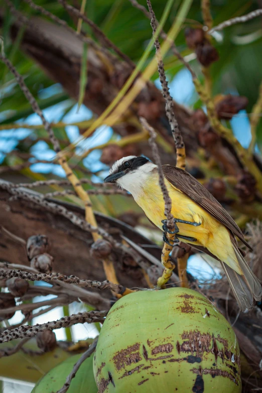 small yellow and black bird sitting on a fruit