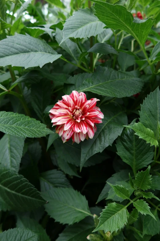 the flower is surrounded by leaves on the ground