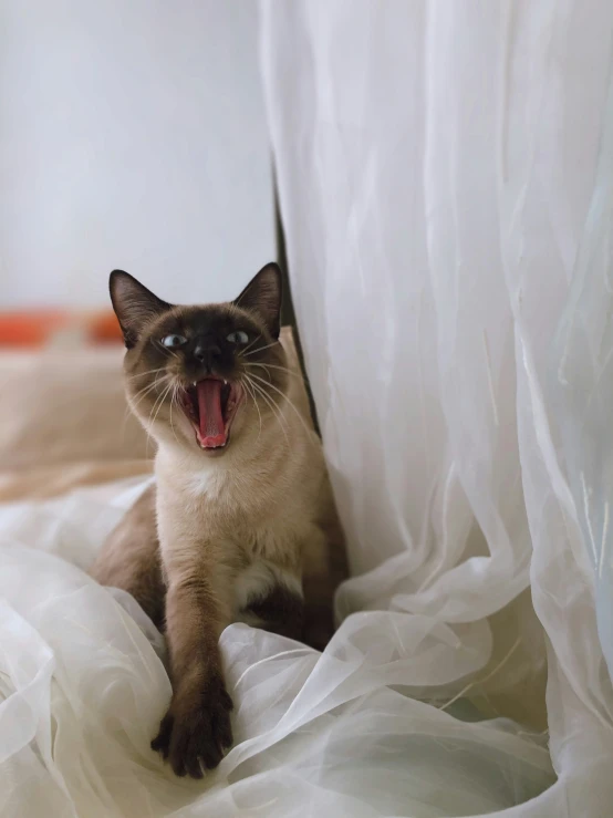 a black and tan cat with its mouth open