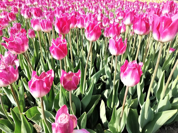 many pink flowers that are blooming in the field