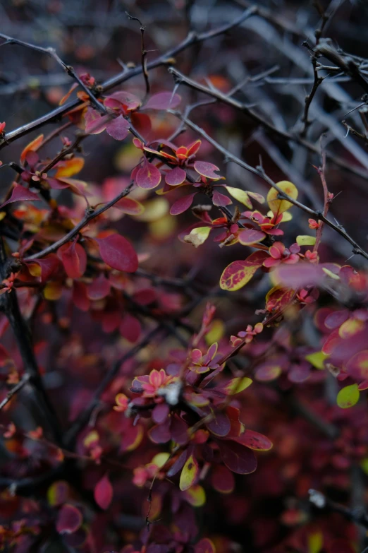 an old plant with yellow and red leaves