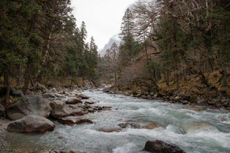 an image of river that is going through the woods