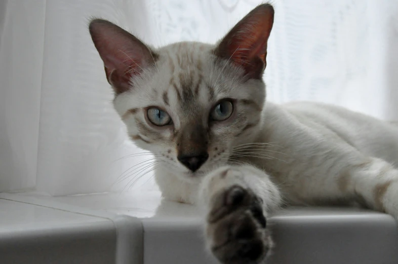 a kitten is laying down on a window sill