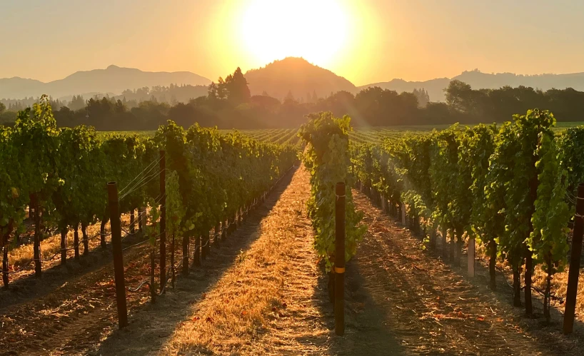 the sun is rising above a vineyard with lush green vines