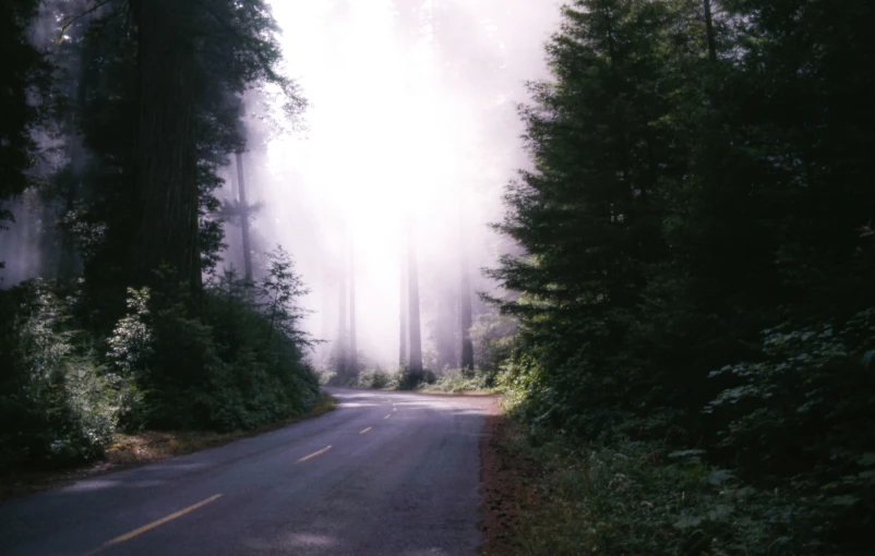 a road is surrounded by trees on a foggy day