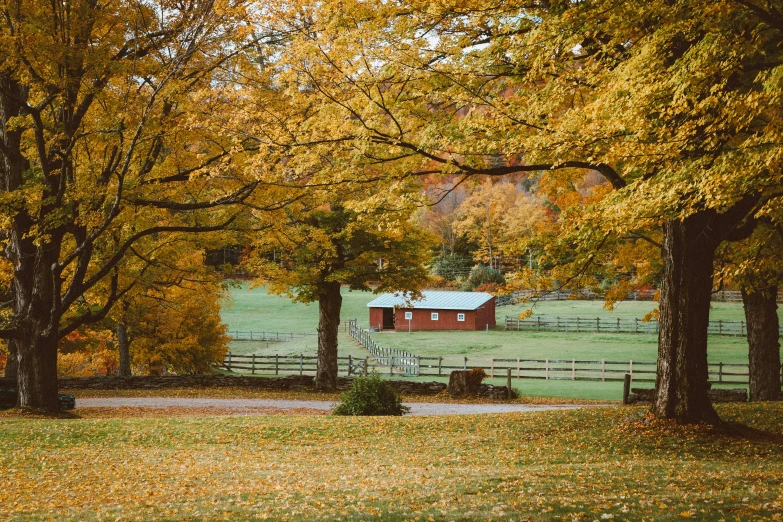 a view of a fence, grass and trees in autumn