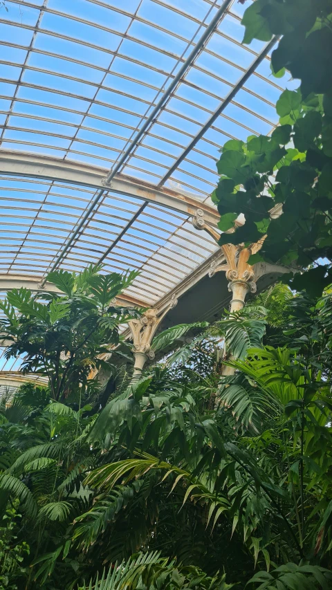 a large, tree like plant inside of a building