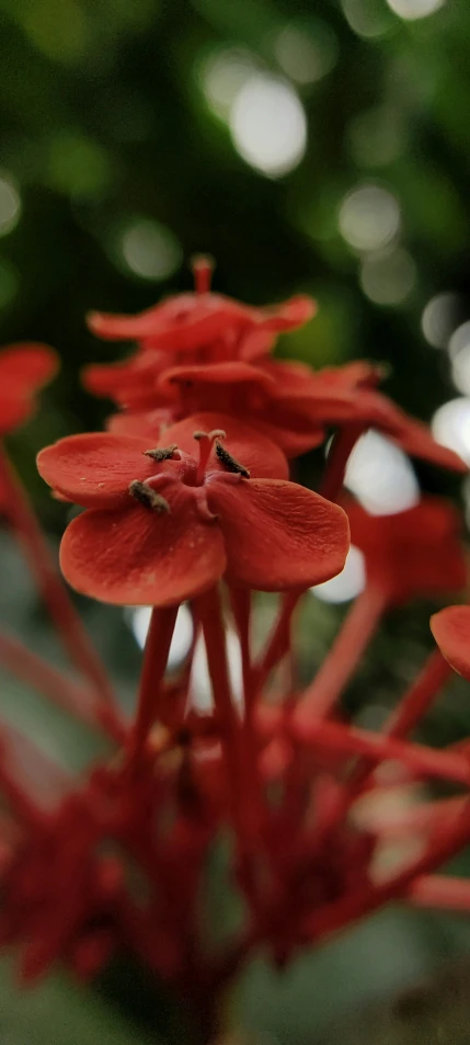 red flowers in bloom outside during the day