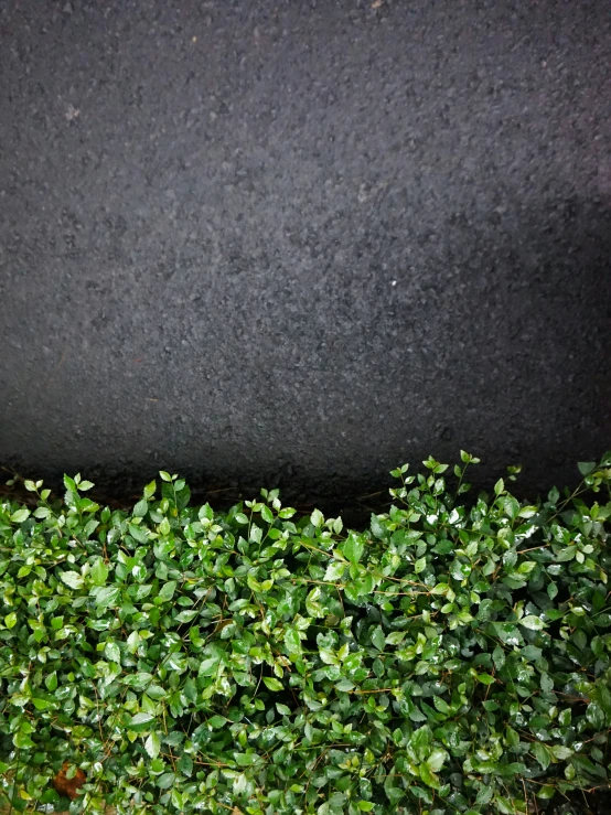 the side of an elephant that is surrounded by plants