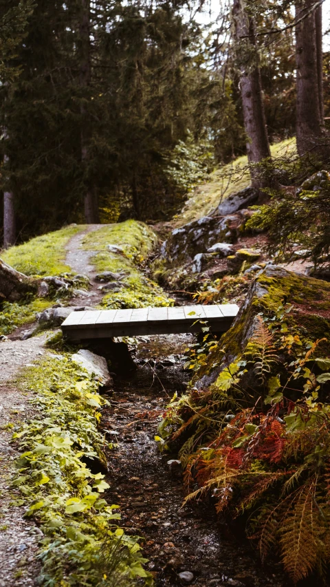 a path in the forest leads to a bench