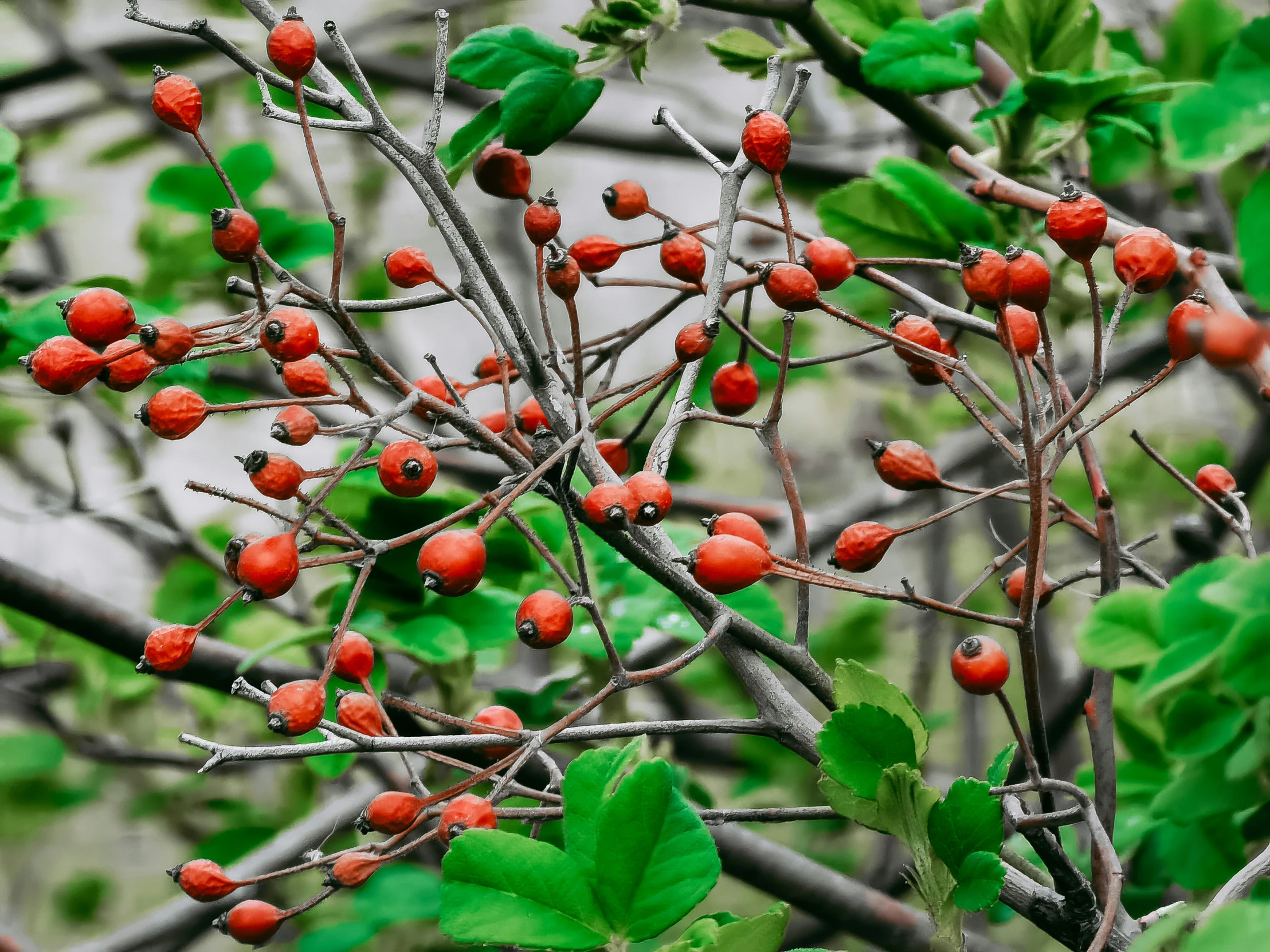 a large tree has bright red berries growing on it