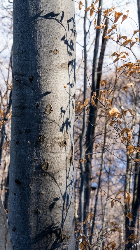 the bark of a tree has many small nches