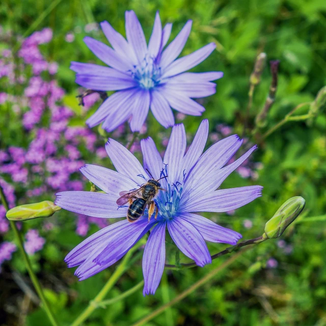 a large bee rests on the center of a purple flower